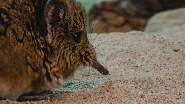 Close up of an Elephant shrew mouse resting and moving his nose.	