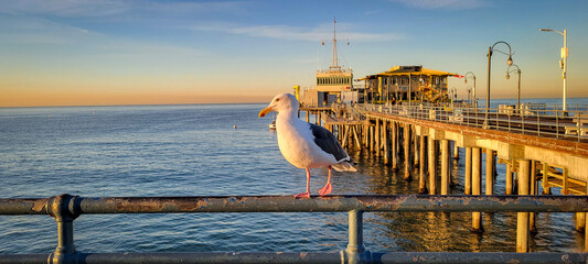 Sea Gull at Santa Monica Pier