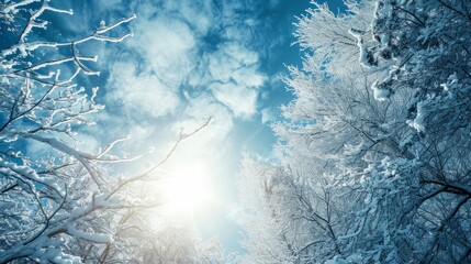 snow covered tree and branches closeup in a forest in winter before christmas. sun with shiny sunlight, wallpaper background