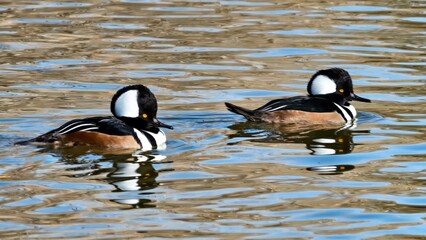 Pair of male Hooded Morgansers