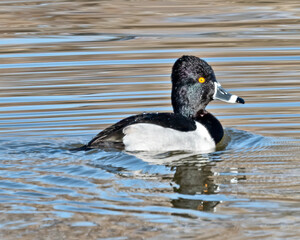 Ring-necked Duck
