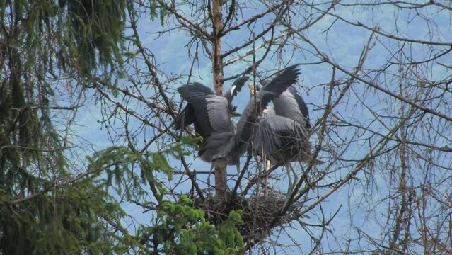 Gray Heron (Ardea cinerea) Airone cenerino