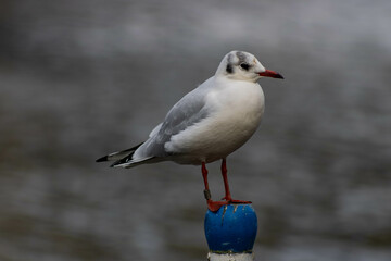 Chilling bird
