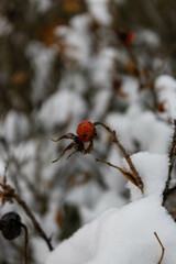 Berry in winter