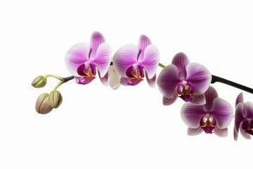 Branch of orchid on white background