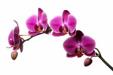 Branch of orchid on white background