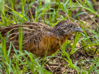 Red-chested Buttonquail in Queensland Australia
