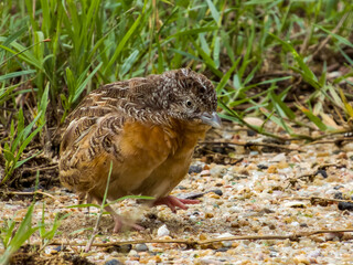 Red-chested Buttonquail in Queensland Australia