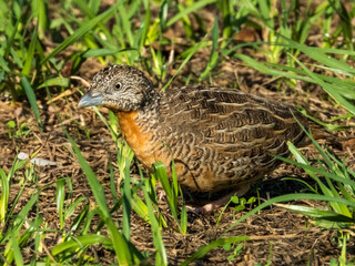 Red-chested Buttonquail in Queensland Australia
