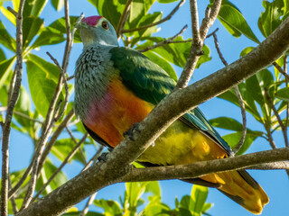 Rose-crowned Fruit-Dove in Queensland Australia
