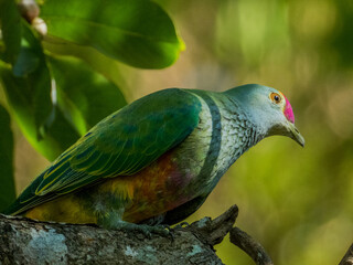 Rose-crowned Fruit-Dove in Queensland Australia