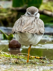 Terek Sandpiper in Queensland Australia
