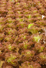 A picture of fresh lettuce at gardan waiting to be pluck