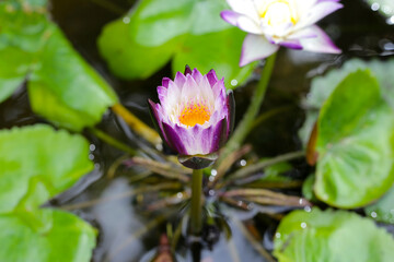 Beautiful purple waterlily or lotus flower with green leaves