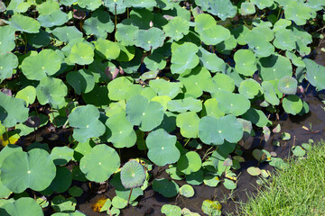Beautiful green leaves of lotus flower in pond