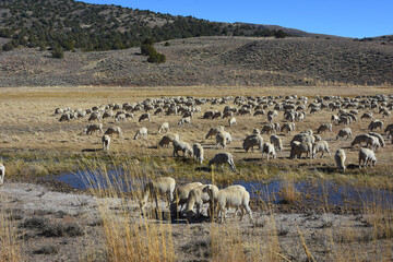 Fototapeta premium Sheep in Meadow 4