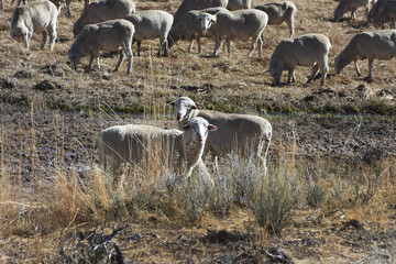 Sheep in Meadow 5