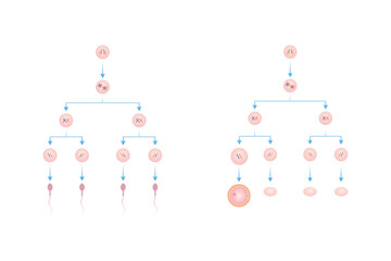 Spermatogenesis and Oogenesis Process Scientific Design. Vector Illustration.	 - obrazy, fototapety, plakaty