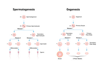 Spermatogenesis and Oogenesis Process Scientific Design. Vector Illustration.	