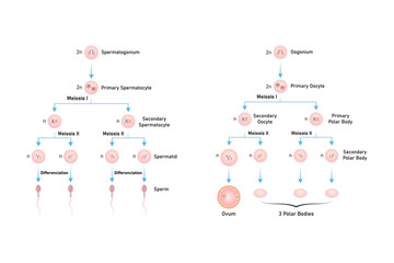 Spermatogenesis and Oogenesis Process Scientific Design. Vector Illustration.	