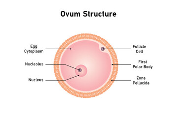 Ovum Structure Scientific Design. Vector Illustration.