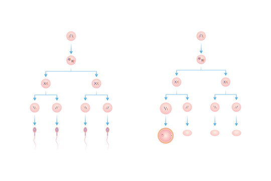 Spermatogenesis and Oogenesis Process Scientific Design. Vector Illustration.	