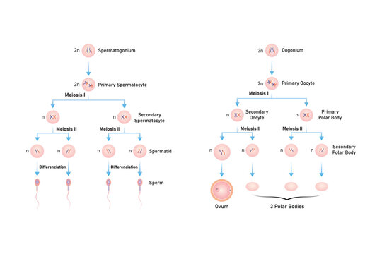 Spermatogenesis and Oogenesis Process Scientific Design. Vector Illustration.	