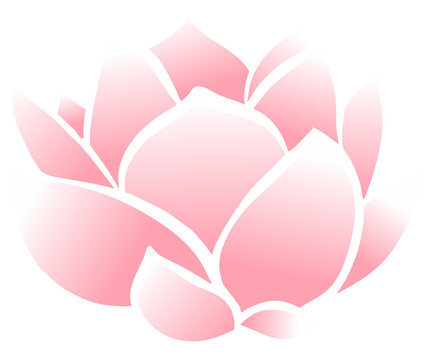 pink lotus flower transparent