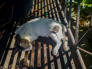 Sleeping Stray White Cat in the Bench
