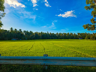 Rice Field with Blue Skies in Sindangan, Philippines