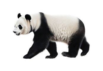 Fototapeta premium _Panda_walking