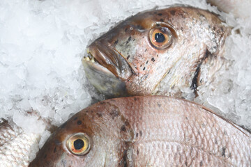 Fresh fish on ice in the supermarket. Fresh fish for sale