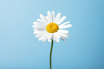Blue chamomile summer flower plant yellow white spring daisy nature