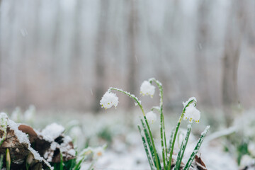 Snowdrops flowers background with delicate flowers and snowflakes. Forest flowers.Spring first...