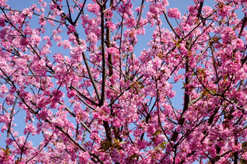 梅花の花、樹木にピンク色の花びら優美で華麗