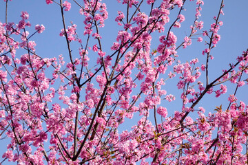 梅花の花、樹木にピンク色の花びら優美で華麗