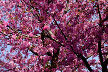 梅花の花、樹木にピンク色の花びら優美で華麗