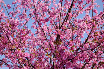 梅花の花、樹木にピンク色の花びら優美で華麗