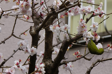 開花した桜の花びらを、突っつく野鳥の様子