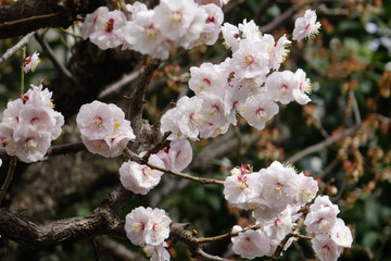 アンズ(杏子)の花びら、樹木に優美華麗に咲くピンク色の桃色