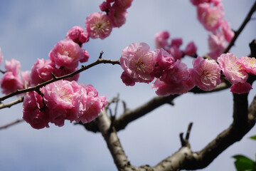 青空に映える梅花、ピンク色の花びらのアップ