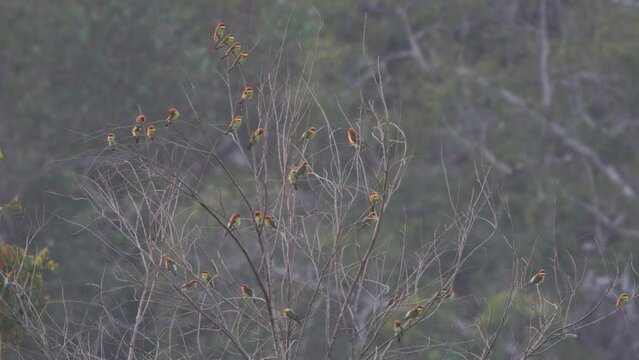 A flock of chickadees perched on a dry branch in the evening.
