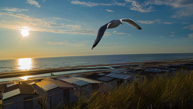 Seagull and Beach North Sea Coast Zandvoort Netherlands