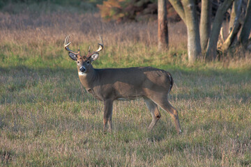 Eight point buck with wide rack, early morning soft light, in field, fall
