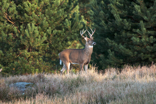 Monster 10 point white tail buck in pines, early morning fall light. NEW EDIT