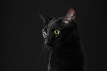 Adorable cat with green eyes on black background. Lovely pet