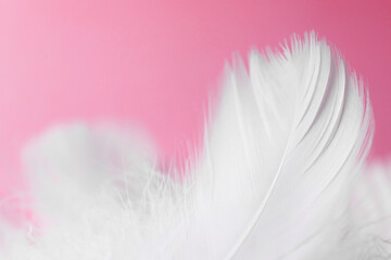 Fluffy bird feathers on pink background, closeup
