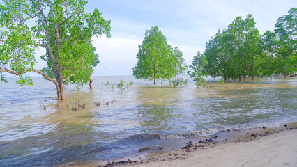 Natural View Of Rising Sea Water On Belo Laut Beach, With Several Sonneratia Alba Trees