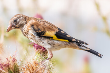 European goldfinch with juvenile plumage, feeding on the seeds of thistles. Carduelis carduelis.