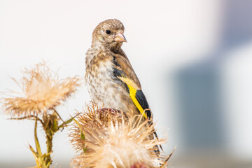 European goldfinch with juvenile plumage, feeding on the seeds of thistles. Carduelis carduelis.